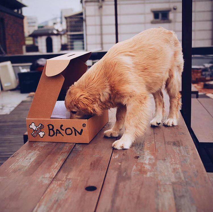 dog surprise box