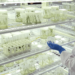 Korean startup E Green Global,(EGG), an Agricultural Biotech Company, has scored the world’s first-ever success in commercializing the Microtuber Technology (MCT). (Photo: © E Green Global)