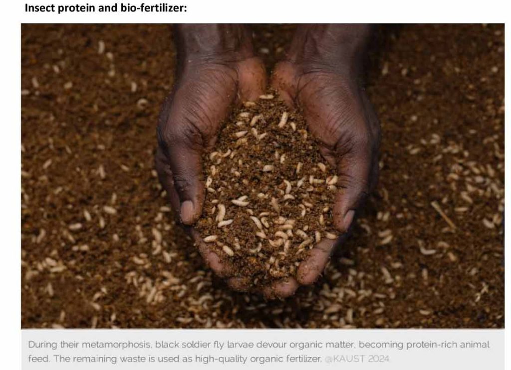 Protein Kapital turns food waste into high-value insect protein through Black Soldier Fly technology, pioneering Korea’s next circular economy frontier via KSGC 2025.